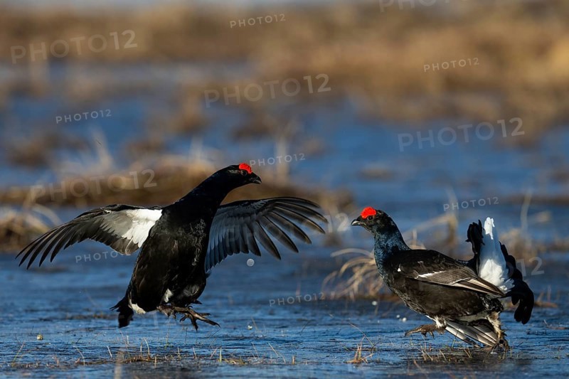 Black Grouse, Black Grouse