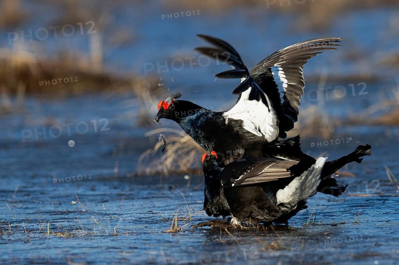 Black Grouse, Black Grouse