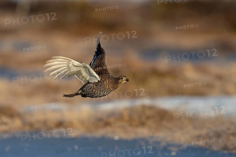Black Grouse, Black Grouse