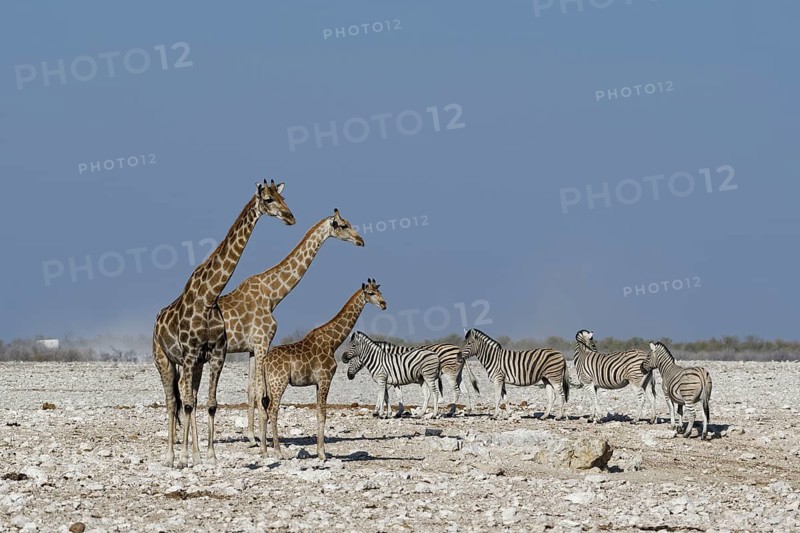 Angolan giraffes,