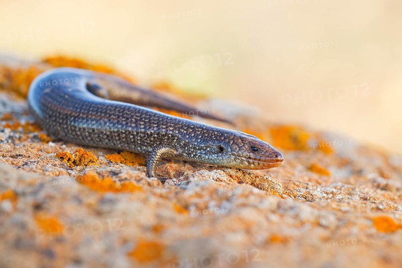 Purple skink,
