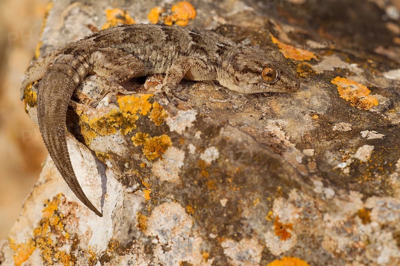 East canary gecko,