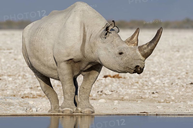 Black rhinoceros,