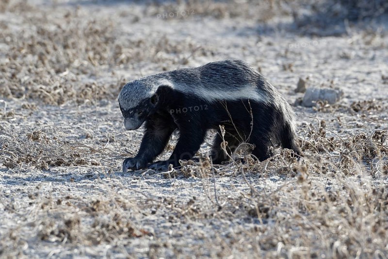 Honey badger,