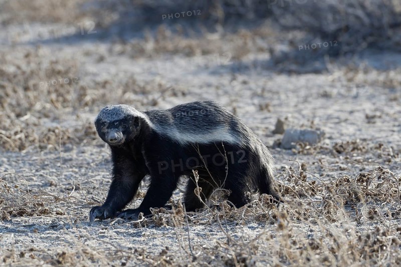 Honey badger,