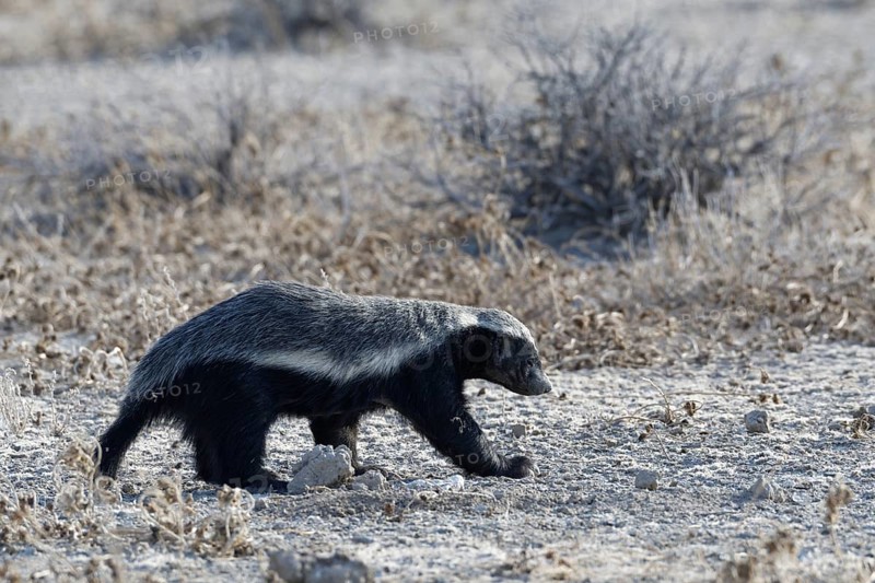 Honey badger,