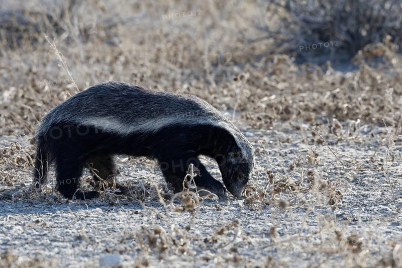 Honey badger,