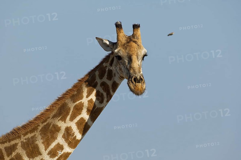 Angolan giraffe,