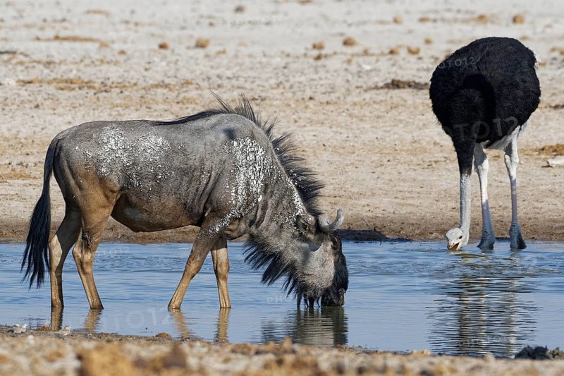 Blue wildebeest,