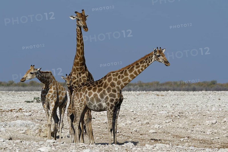 Angolan giraffes,
