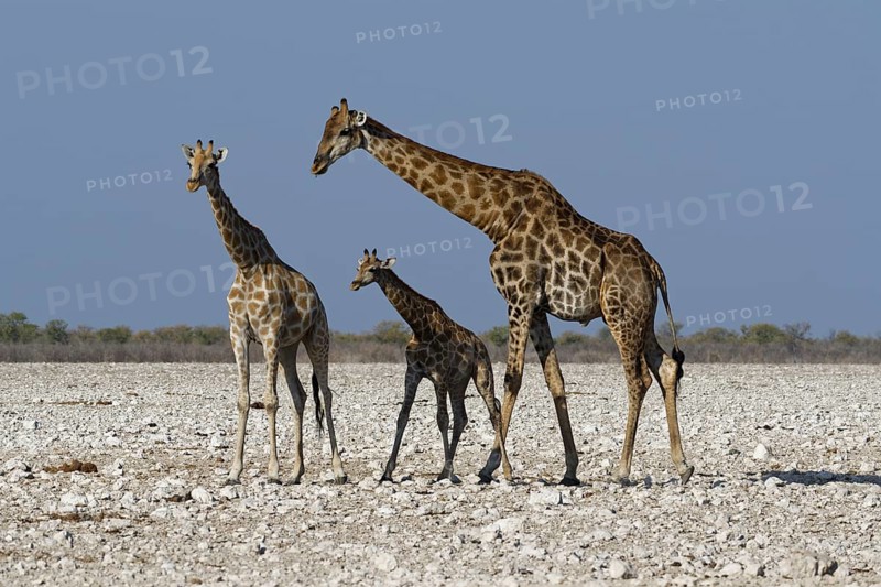 Angolan giraffes,