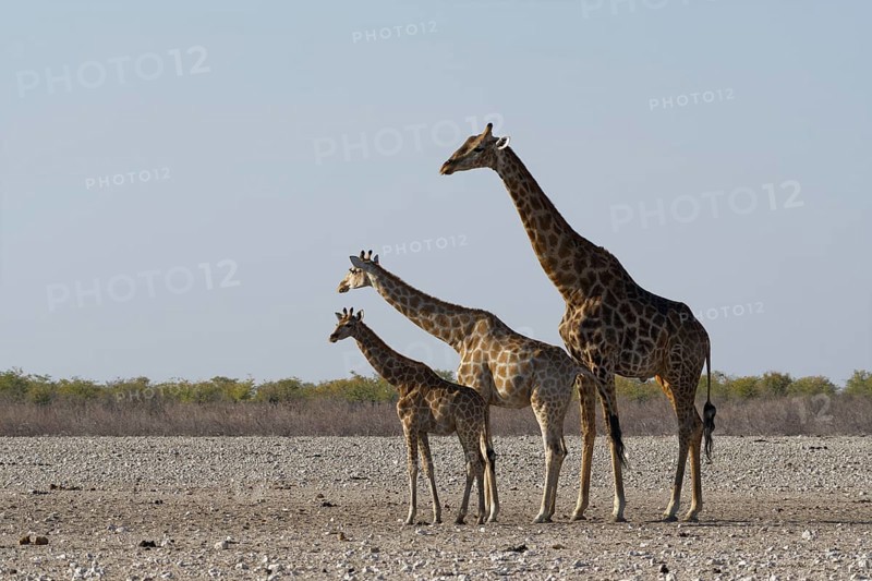 Angolan giraffes,