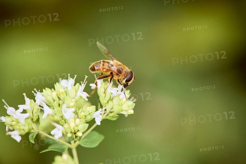 Dronefly,