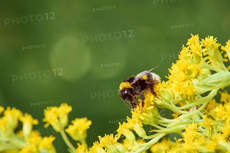 Garden bumblebee,