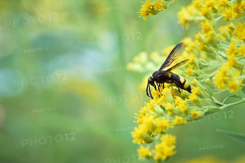 Bristly dagger wasp,