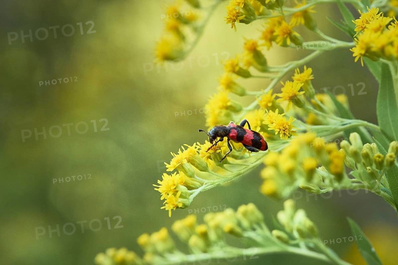 Bee beetle,