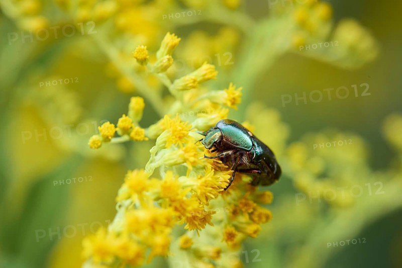 Rose chafer,