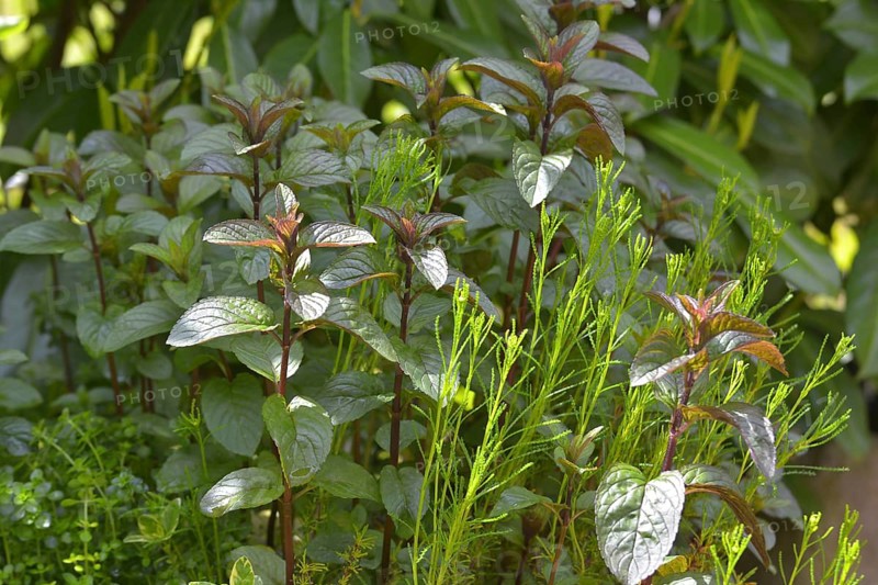 Peppermint
