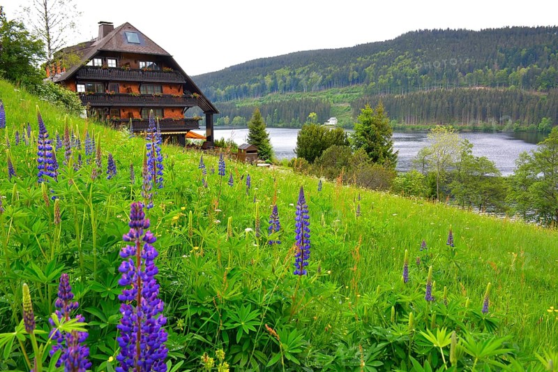Black Forest