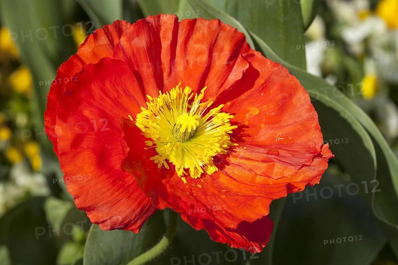 Iceland poppy