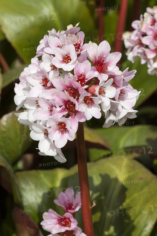 Purple himalayan saxifrage