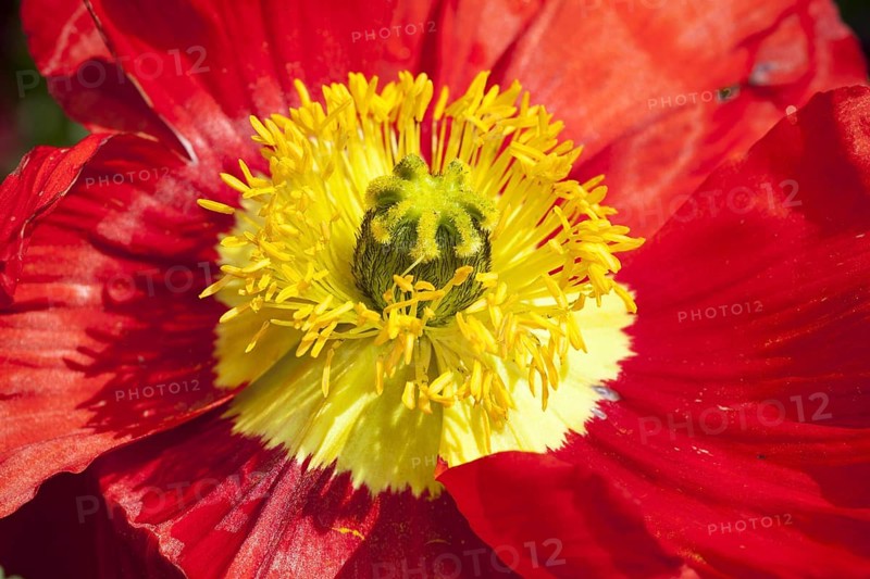 Iceland poppy