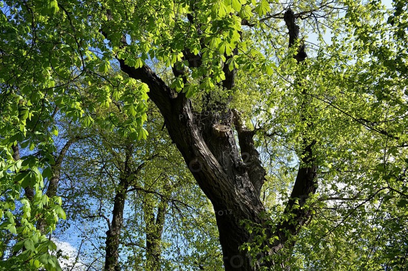 Chestnut Tree Baden-Wuerttemberg