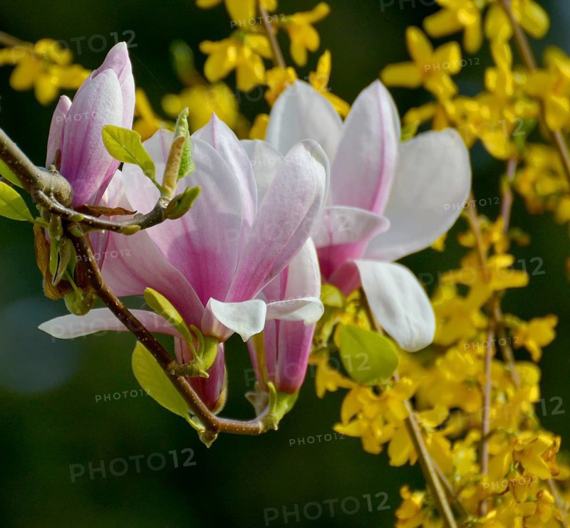 Magnolia blossoms with flowering forsythia in the garden