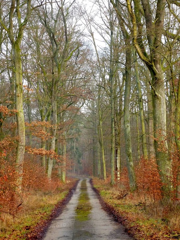 Maulbronn deciduous forest in winter