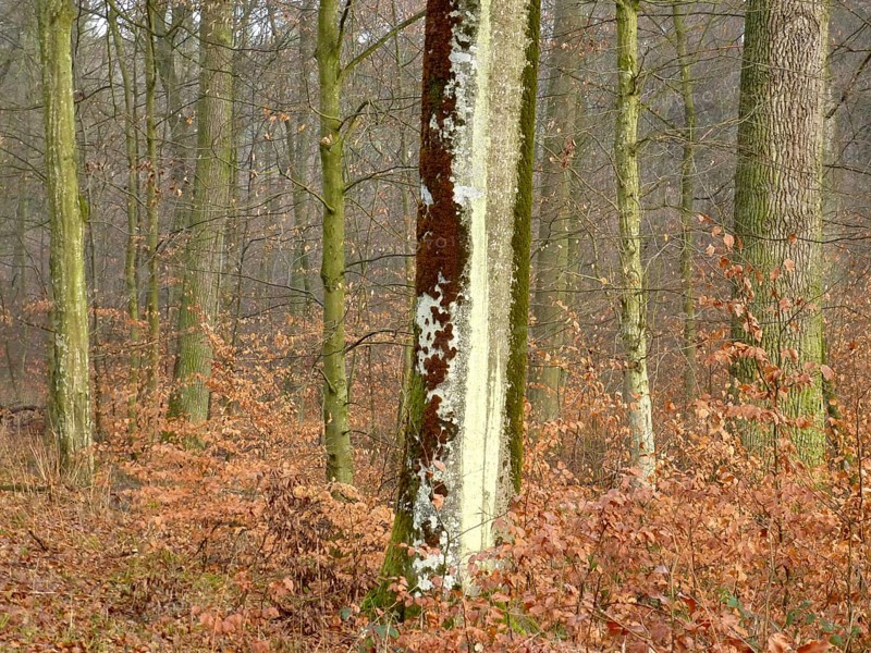 Maulbronn deciduous forest in winter