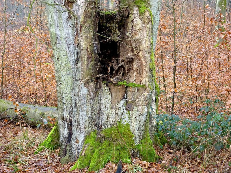 Near Maulbronn