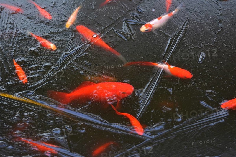 Goldfish under the ice in the garden pond
