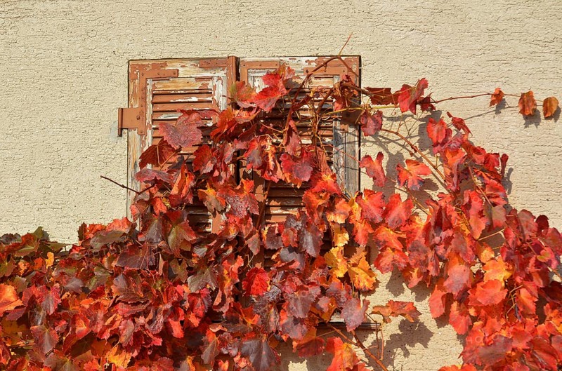 Red grape leaves in autumn at vineyard hut