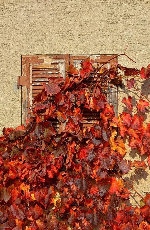 Red grape leaves in autumn at vineyard hut