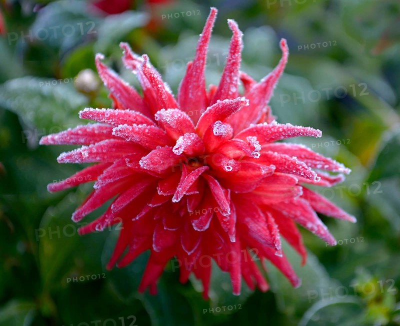 Red semicactus dahlia with hoarfrost in the garden
