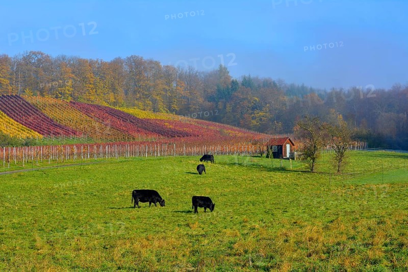 BW. Wuerttemberg wine landscape in autumn