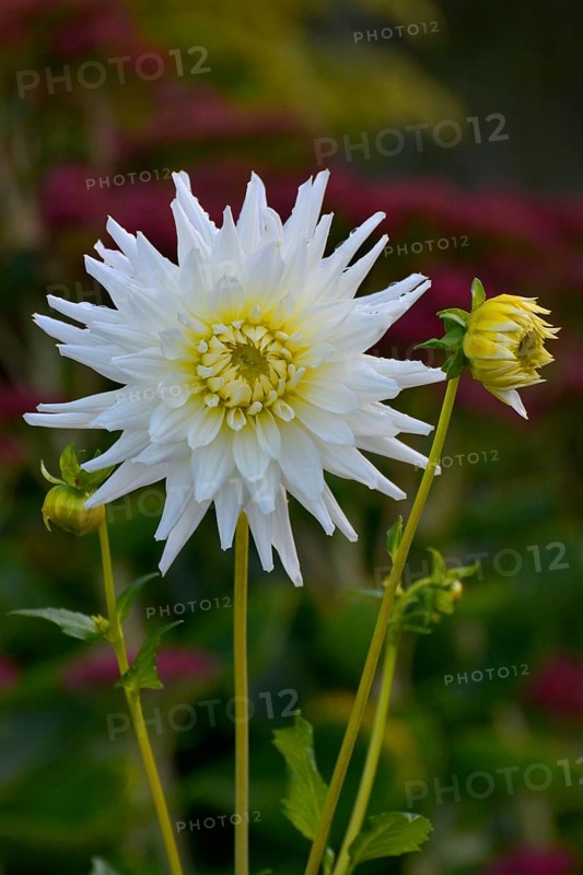 Semicactus dahlia in white flowering in the garden