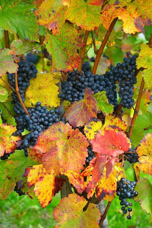 Red wine grapes on the vine with colourful leaves in autumn