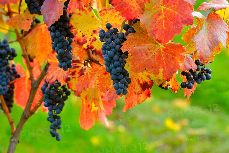 Red wine grapes on the vine with colourful leaves in autumn