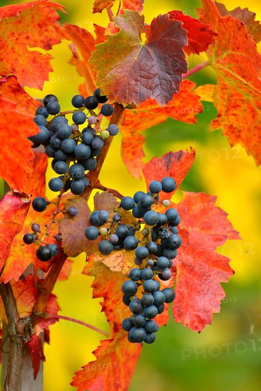 Red wine grapes on the vine with colourful leaves in autumn