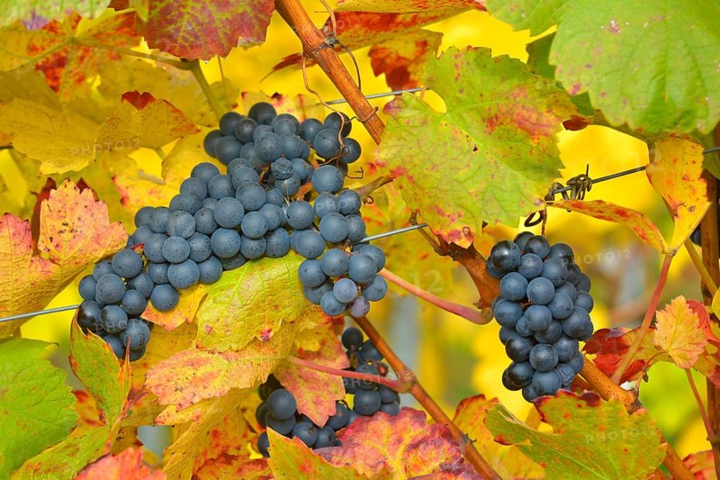 Red wine grapes on the vine with colourful leaves in autumn