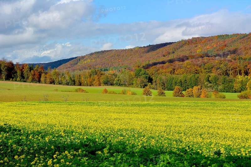Mustard field blooming in autumn in the autumn forest