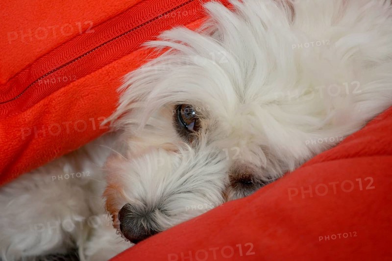 White Havanese dog between cushions