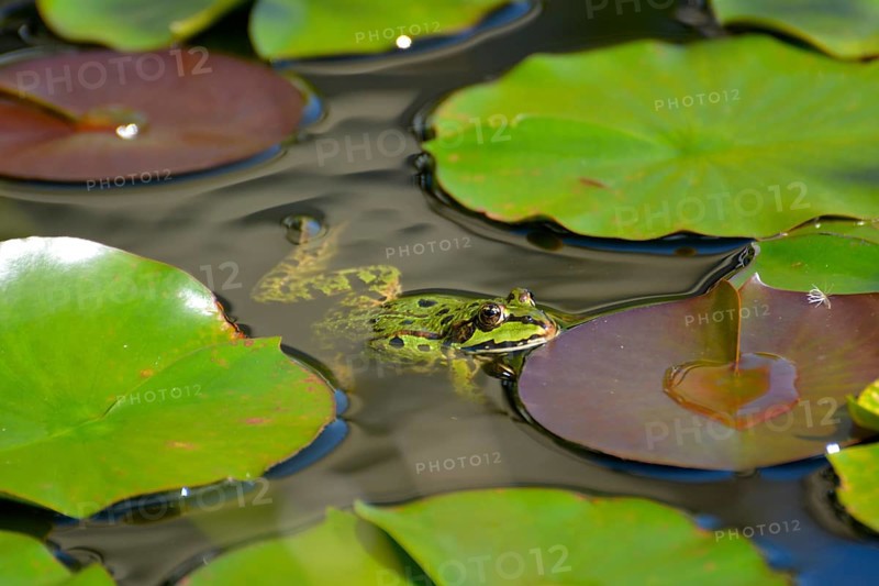 Water frog in the lily pond