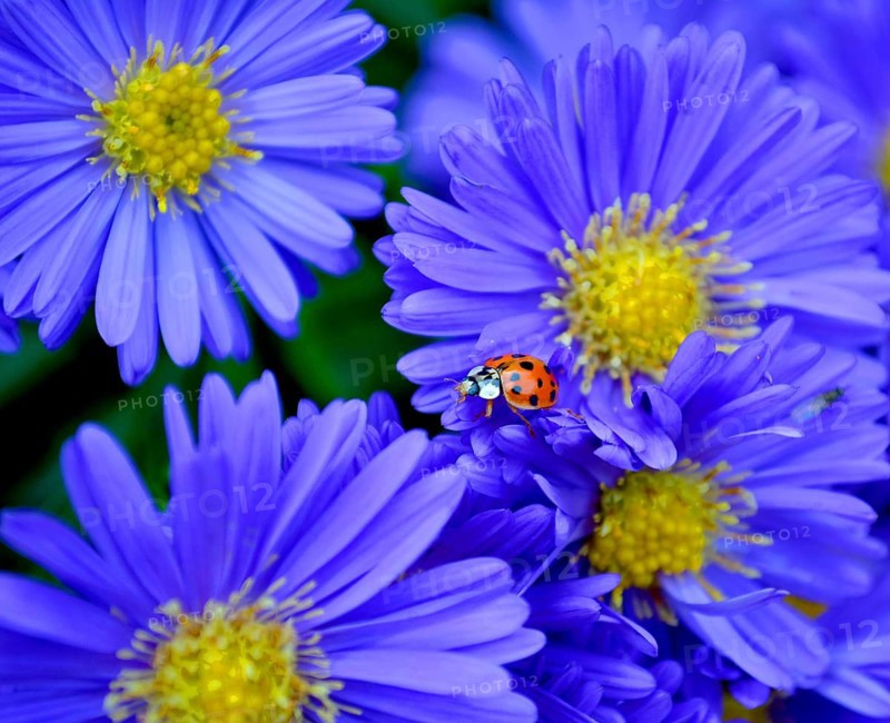 Blue Autumn Aster with Ladybird in the Garden