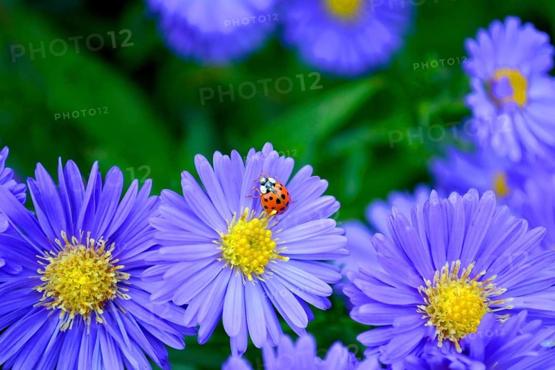 Blue Autumn Aster with Ladybird in the Garden
