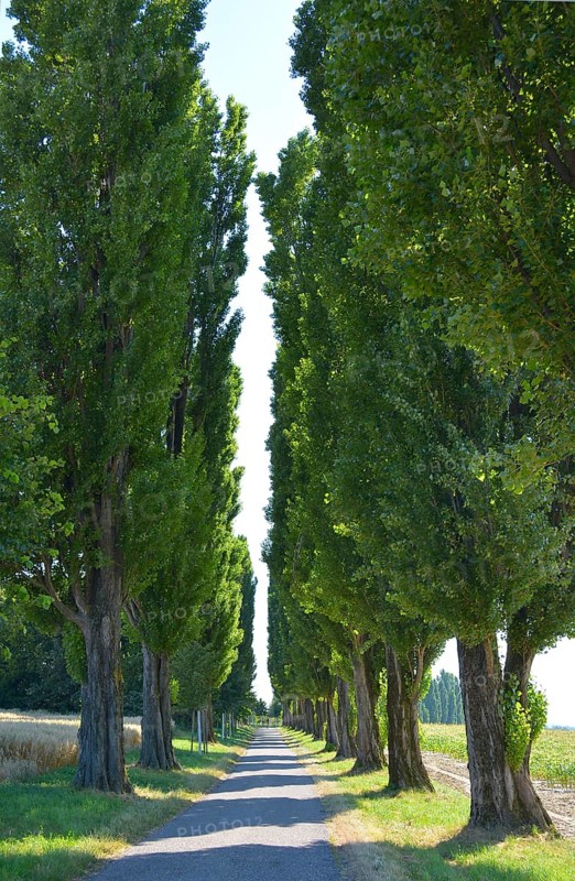 Poplar avenue near Stupferich