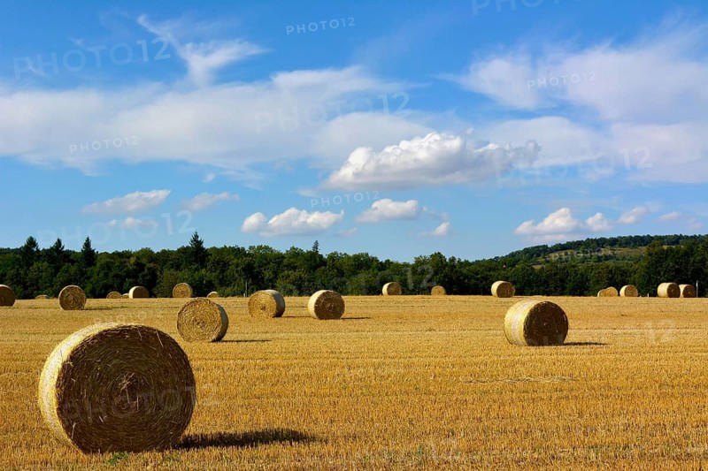 Maulbronn