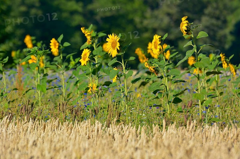 Maulbronn : Sunflower