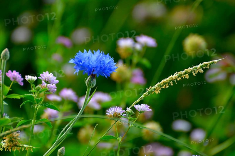Cornflowers blooming in the field